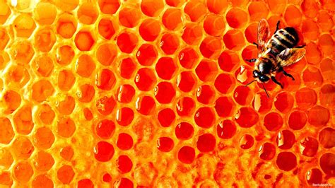 Honey Bee Wallpapers - Top Free Honey Bee Backgrounds - WallpaperAccess