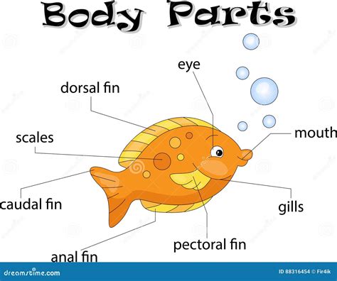 Anatomy Of A Fish Cartoon Vector | CartoonDealer.com #59108235