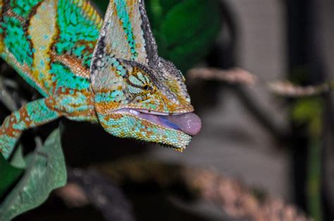 What Do Chameleons Eat? Diet & Nutrition Guide – Chameleon School