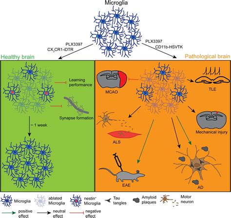 Glial Cells Vs Neurons Similarities Between - slideshare