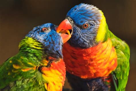 Pionus Parrot Care Guide - Diet, Lifespan & More » Petsoid