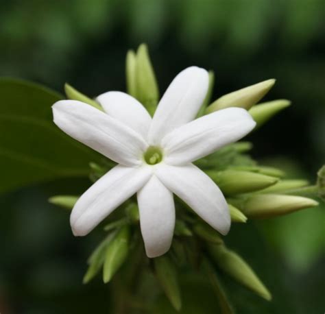 Pakistan National Flower jasmine, Animal Markhor, Bird charkor