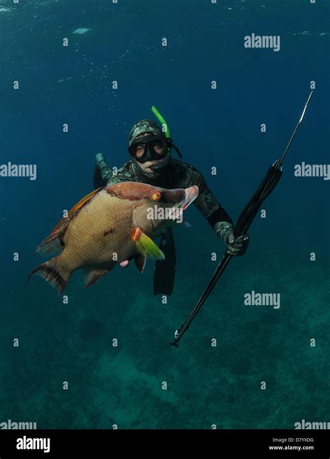 Stock Photo Fish With Gun - Stok Photo Krojam