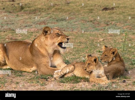 Lions and their cubs can be seen in South Luangwa National Park Zambia ...