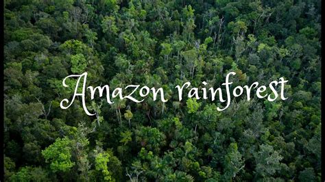 Amazon Rainforest | Drone Video | - YouTube