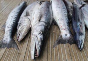 Sheela Fish in English | Sheela Fish Benefits | Barracuda – The Global ...