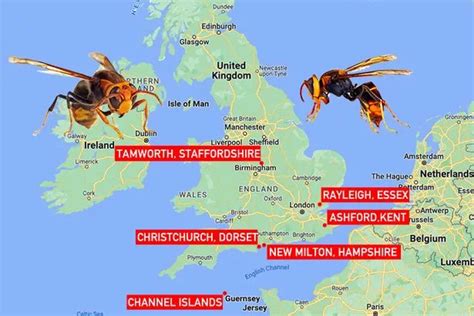 Asian hornet invasion mapped: Where in the UK you're most at risk of swarm attack - Daily Star