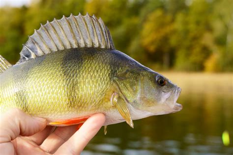 5 Types of Perch - What's the Difference? - Lake Ontario Outdoors