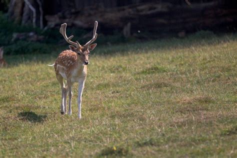 10 Wild Animals in Antigua And Barbuda [Wildlife in Antigua And Barbuda]