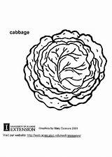 Coloring Page cabbage  Free Printable coloring Pages Img 5788 sketch template