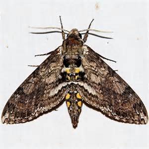 Carolina Sphinx Moth - Manduca sexta - BugGuide.Net