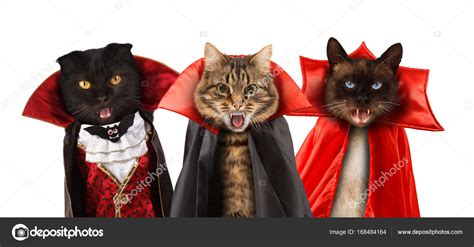 Funny cats are celebrating a halloween and wearing a suit of vampire ...