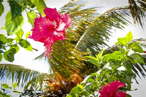 Beautiful Flower in a Garden in Venezuela Stock Image - Image of background, travel: 124446159