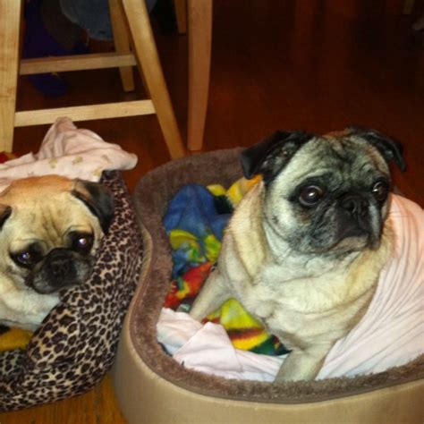 Pugs sleeping in their beds | Pug sleeping, Pugs, Pug pictures