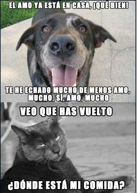 Mercado Naturaleza Shinkan memes graciosos de gatos y perros ...