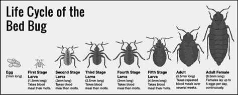 Bed Bug life cycle-Eggs, Baby(Nymph) to Adult Stages & Pictures | Pestbugs