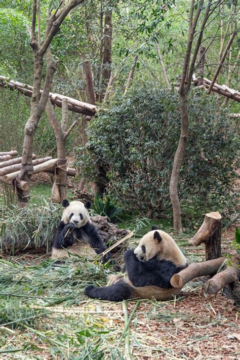 Giant Pandas in a Conservatory · Free Stock Photo