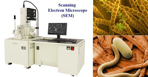 Scanning Electron Microscope (SEM): Principle, Parts, Uses - Microbe Notes