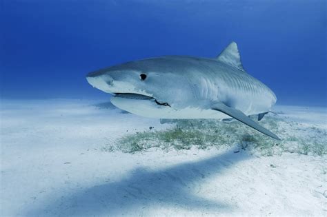 SHARKFEST Returns To National Geographic 2022 | LATF USA