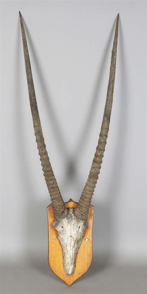 A late 19th century taxidermy specimen of a pair of antelope horns ...