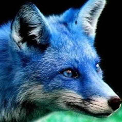 Blue Fox - YouTube