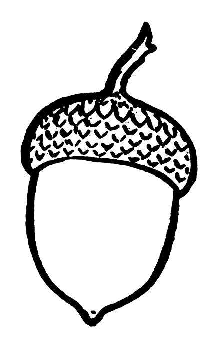 Free Acorn Clipart Black And White, Download Free Acorn Clipart Black And White png images, Free ...