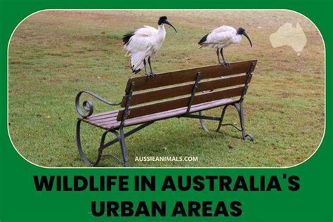 Urban Areas | Aussie Animals