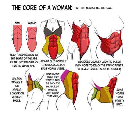 Image result for female abs workout Human Anatomy Drawing, Anatomy Study, Body Anatomy, Body ...