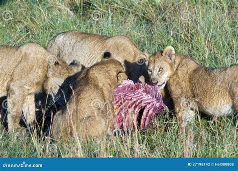 Pride Of Lions Eating The Prey Stock Photo - Image of lion, carnivore ...