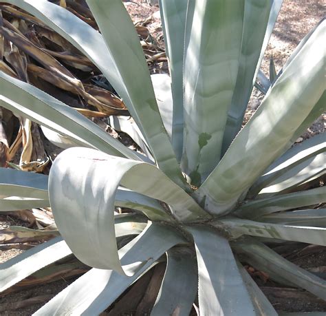 Living Desert - The Blissful Gardeners