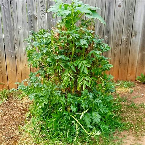 DIY Potato Tower For The Garden: Creating Homemade Potato Towers | Gardening Know How