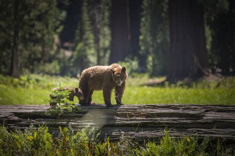 Land of Giants: 10 Facts About Sequoia National Park