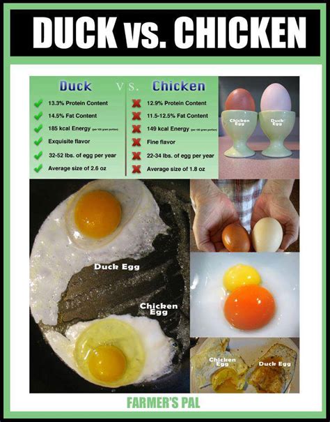 Homestead Crossing Inc's Blog: Duck eggs vs Chicken eggs