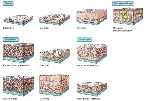 Tejido epitelial: Tipos de epitelio