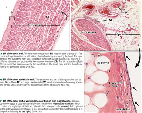 Heart Layers Labeled Histology