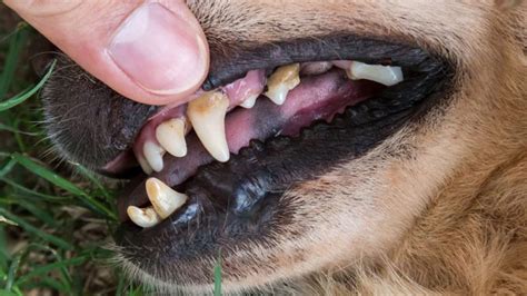 Periodontal Disease In Dogs: Warning Signs, Treatment and Prevention