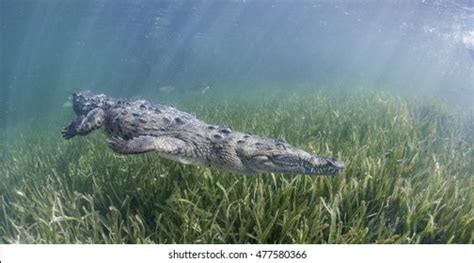 11,513 Swimming Crocodile Stock Photos, Images & Photography | Shutterstock