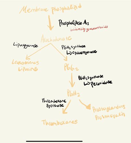 Eicosanoids and overview of metabolic pathway Flashcards | Quizlet