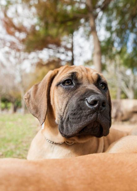 Boerboel Stock Photos, Pictures & Royalty-Free Images - iStock