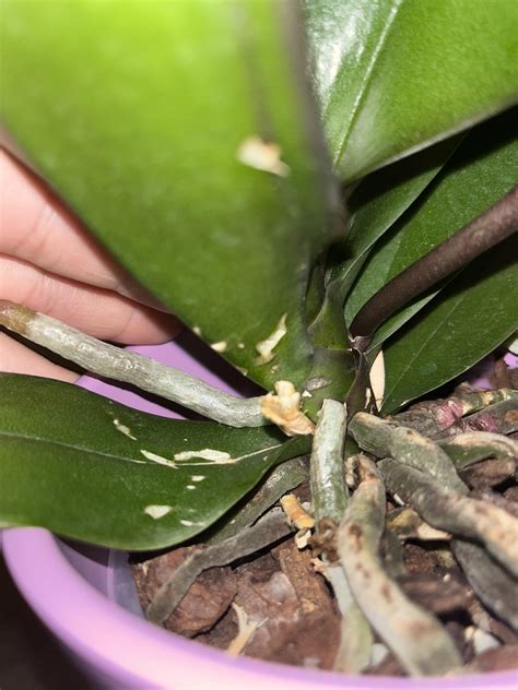 Mealybugs? : r/orchids