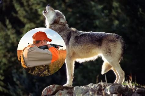 Will The Michigan DNR Allow The Hunting for Gray Wolves Again?