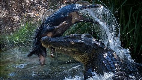 Disover Why Australia's Crocodile Population Skyrockets Thanks to Wild Pigs