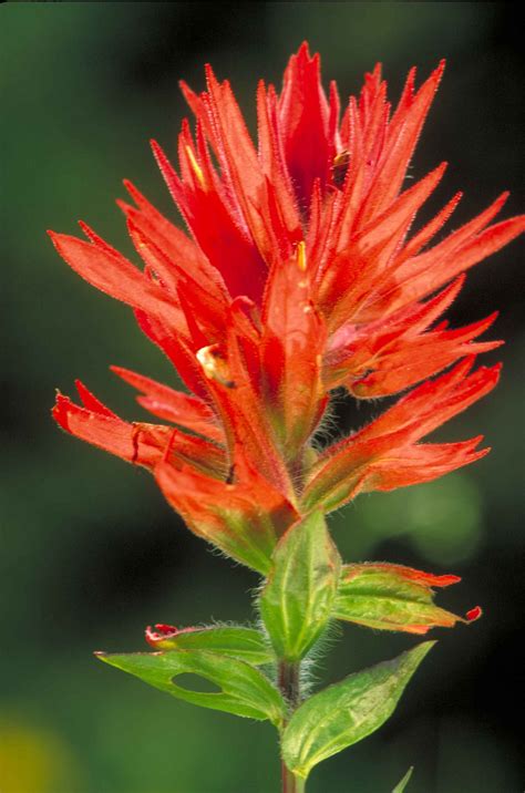 Free picture: wyoming, paintbrush, castilleja, linariifolia, flower, long, petals