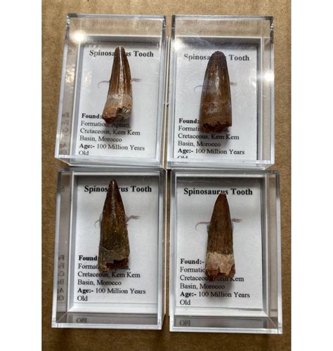 Spinosaurus Teeth | ubicaciondepersonas.cdmx.gob.mx