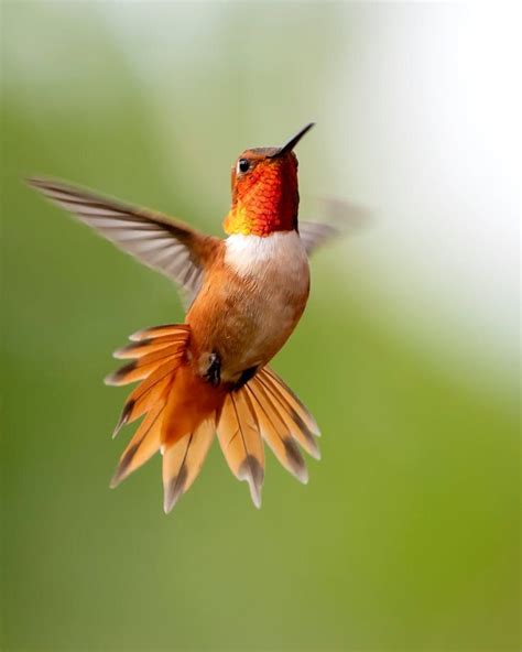 Focus Photography of Flying Hummingbird Free Stock Photo | Most beautiful birds, Hummingbird ...