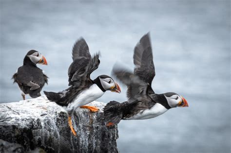 “Flying Puffins” – Frodsham and District Photographic Society