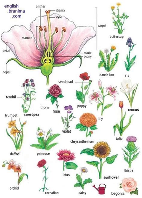 Flowers and Plants Vocabulary in English - ESLBUZZ