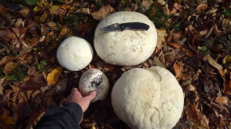 Giant puffball mushrooms! : r/CampingandHiking