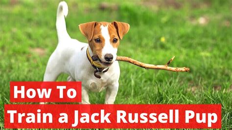 How to Train a Jack Russell puppy? Complete Step by Step Guide - YouTube