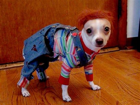 Chucky Dog Costume | ubicaciondepersonas.cdmx.gob.mx